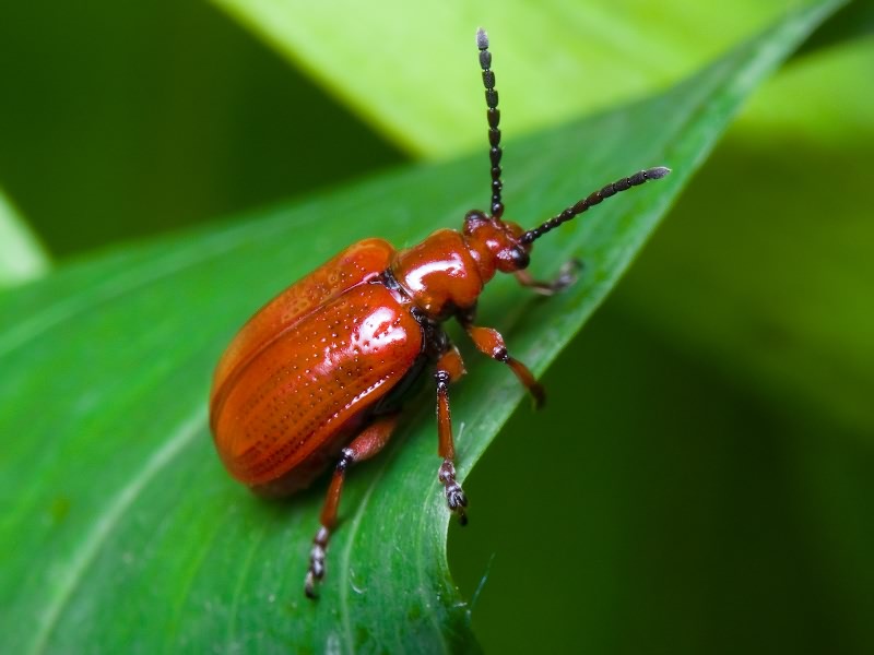 Lilioceris merdigera (Linnaeus, 1758)